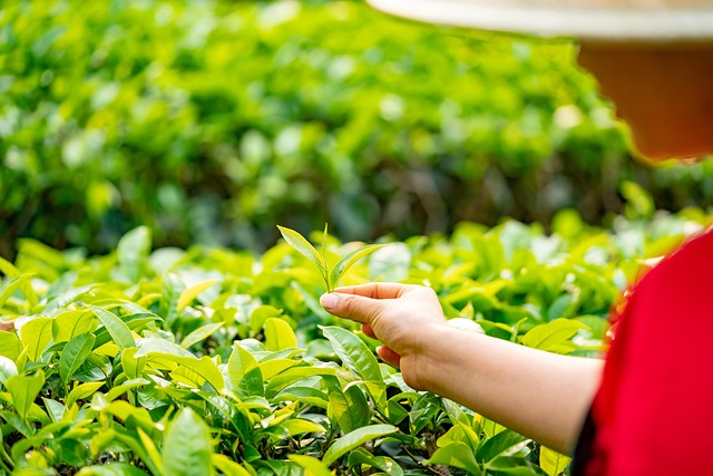 風と茶と、陽だまりのまち